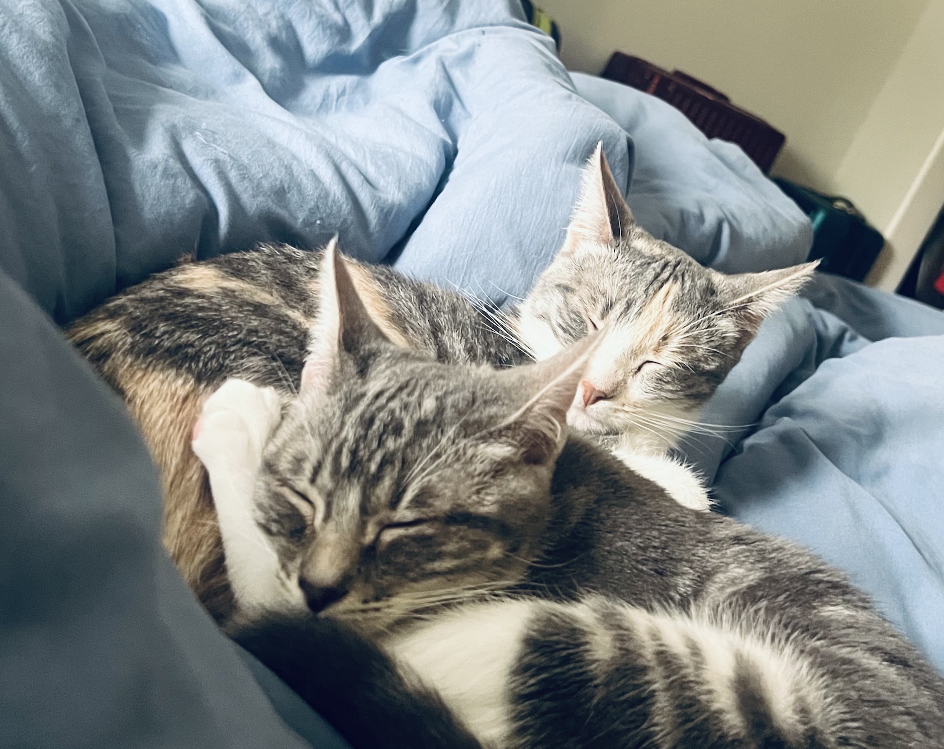 Two cats napping in the sun