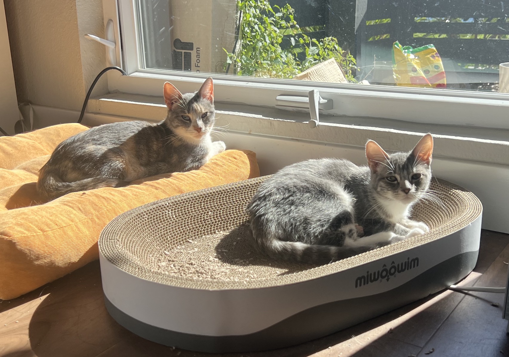 Two cats lounging by the window